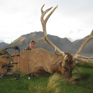 New Zealand Wapiti