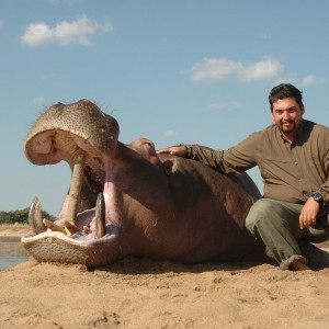 Hippo hunted in Zimbabwe