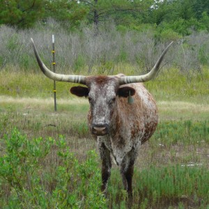 Longhorn