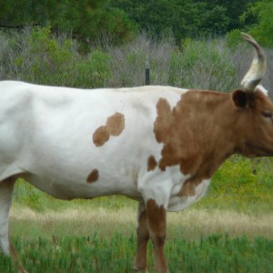 Longhorn