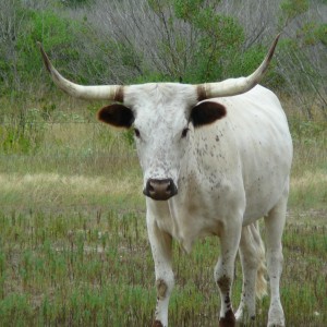 Longhorn