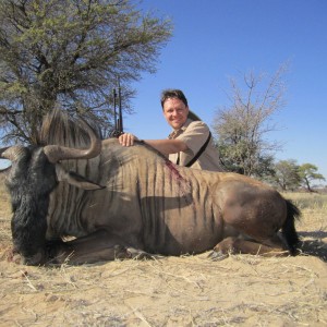 Blue Wildebeest Namibia