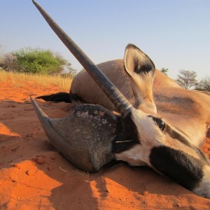 Gemsbok Namibia