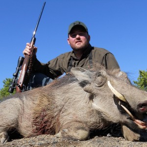 Warthog hunt in South Africa