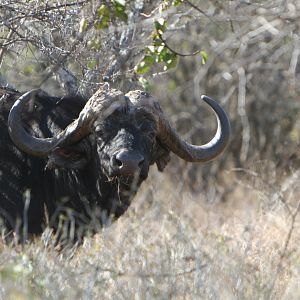 Buffalo Bull