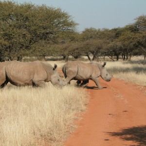 Rhinos