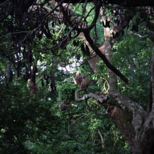 Hunting Bongo in CAR Rudy Lubin Safaris