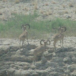 Hunting Sheep in Pakistan