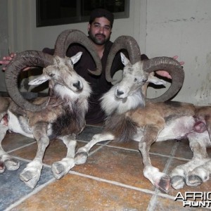 Hunting Sheep in Pakistan