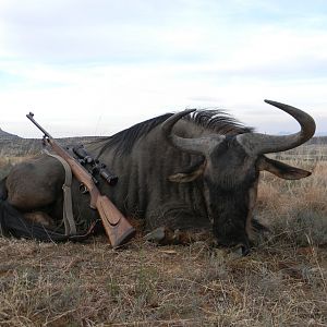 Blue Wildebeest South Africa