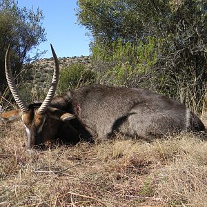 Waterbuck South Africa