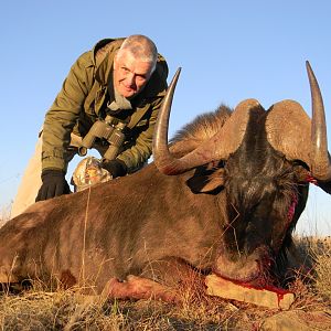 Black Wildebeest South Africa