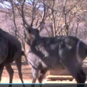 Tom Addleman Waterbuck - Don't use Rage!