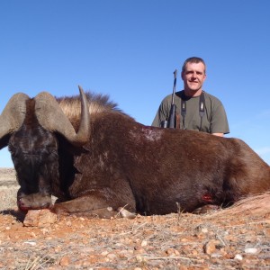 Black wildebeest from Brulpaan (Thuru lodge)