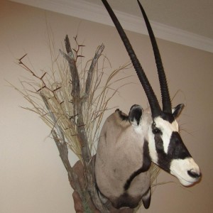 Gemsbok mount