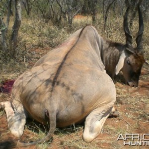 Eland