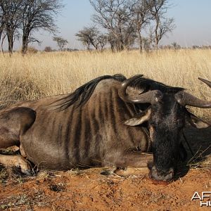 Blue Wildebeest hunted in Namibia