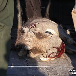 Warthog hunted in Namibia