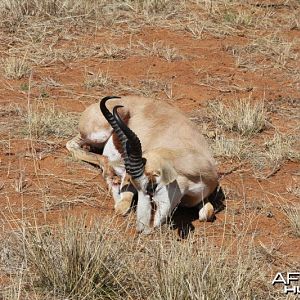 Springbok hunted in Namibia