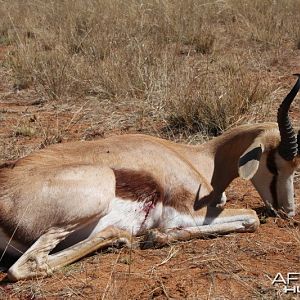 Springbok hunted in Namibia