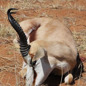 Springbok hunted in Namibia