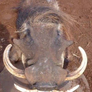 Hunting Warthog