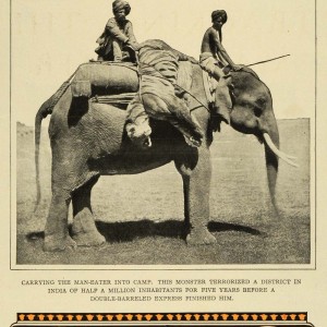 Hunting Man Eating Tiger in India with Elephants