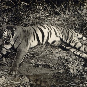 Tiger Hunting in Malay Malaysia ca 1920