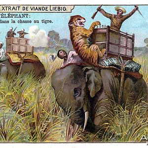 Hunting Tiger with Elephants