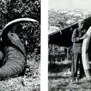 Biggest Elephant Ever Shot