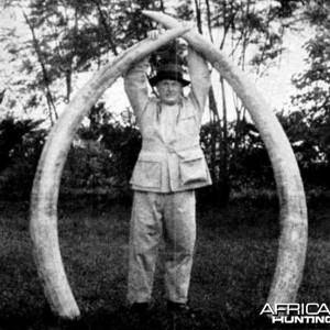 294 pounds of Elephant tusks