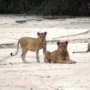 Lions in Tanzania