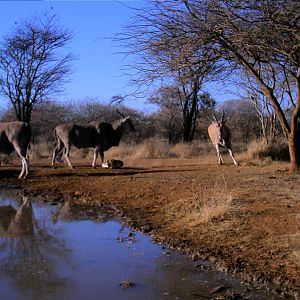 Eland Namibia