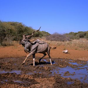 Kudu Namibia