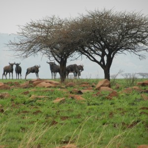 Blue Wildebeest