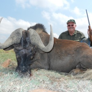 Black Wildebeest