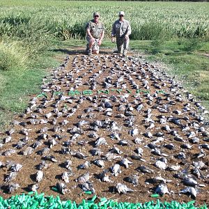 Argentina High Volume Dove Hunting