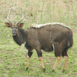 Nyala