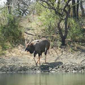 Nyala