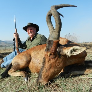 Red Hartebeest