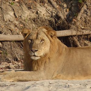 Early morning encounter with Lion... Tanzania