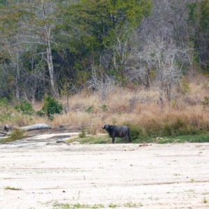 The old Buffaloes that we cherish, clever, cunning and evil... Tanzania