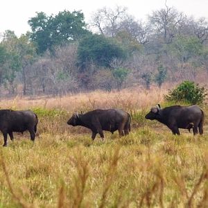 The old Buffaloes that we cherish, clever, cunning and evil... Tanzania