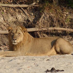 Early morning encounter with Lion... Tanzania