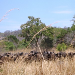 Buffaloes in Tanzania