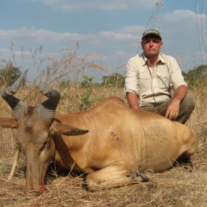 Lichtenstein Hartebeest Tanzania