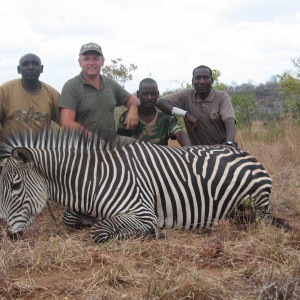 Zebra hunted in Tanzania