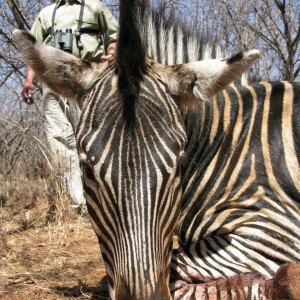 Hunting Zebra in South Africa