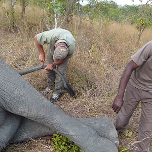 Skinning the Elephant... a big job