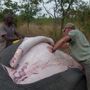 Skinning the Elephant... a big job